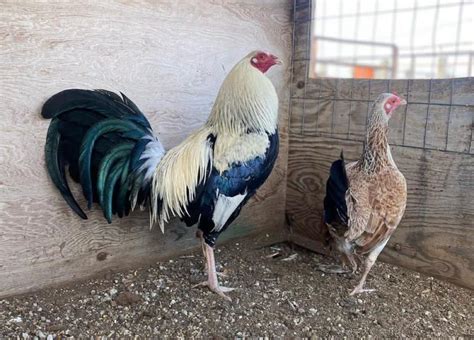 joe goode grey|hatch grey gamefowl.